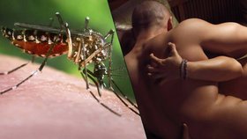 Muž nakazil ženu virem zika během sexu. Jde o první případ v Evropě