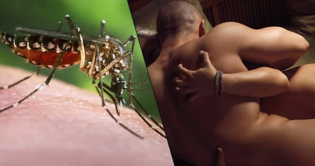 Virus zika udeřil v Německu. Poprvé se šířil pohlavním stykem  