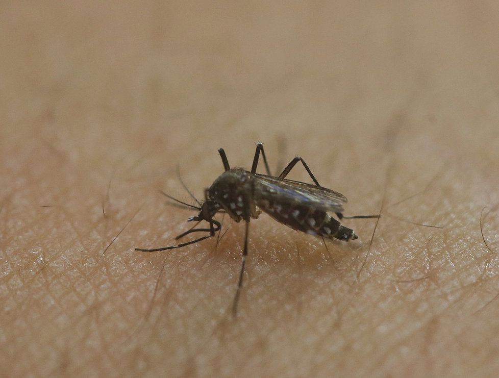 Virus zika se šíří bodnutím komára, nejčastěji druhu Aedes aegypti.