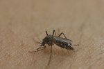 Virus zika se šíří bodnutím komára, nejčastěji druhu Aedes aegypti.