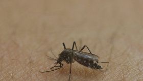 Virus zika se šíří bodnutím komára, nejčastěji druhu Aedes aegypti.