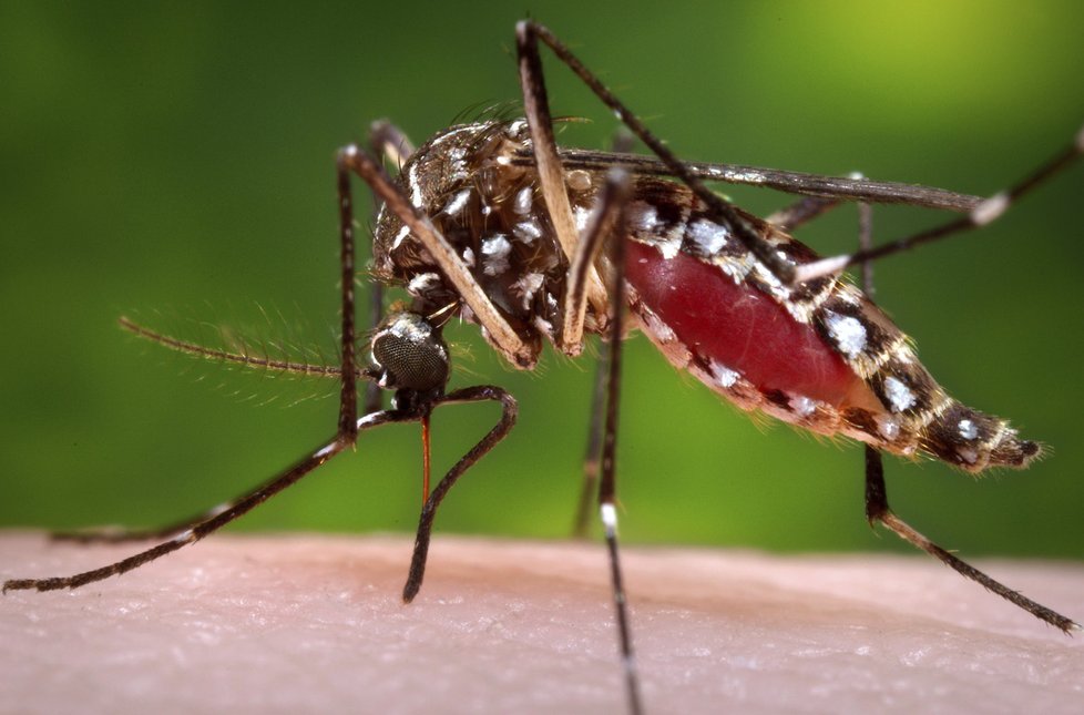 Virus přenáší komár druhu Aedes aegypti.