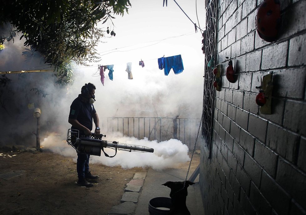 Brazílie bojuje s virem Zika, který ohrožuje novorozence