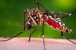 Na Floridě objevili novou lokalitu, kde se šíří virus zika.