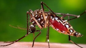 Na Floridě objevili novou lokalitu, kde se šíří virus zika.