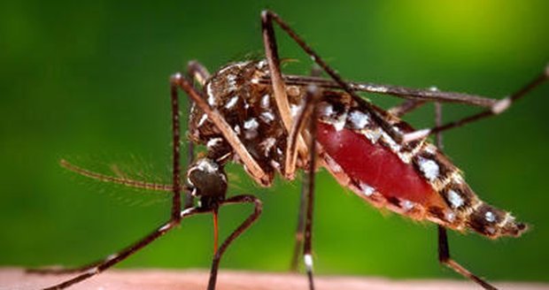 Zika se šíří dál: Na Floridě objevili novou lokalitu nákazy