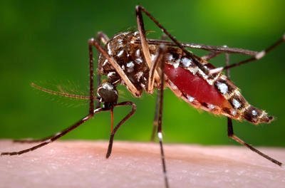 Latinskoamerické státy varují ženy před otěhotněním. Kvůli viru zika přenášeného komáry, který brzdí vývoj lidského plodu.