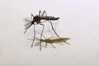 U 31 Čechů potvrdili lékaři virus zika. Polovina o něm v době infekce nevěděla