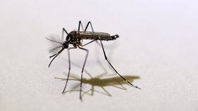 Virus zika se šíří bodnutím komára, nejčastěji druhu Aedes aegypti.