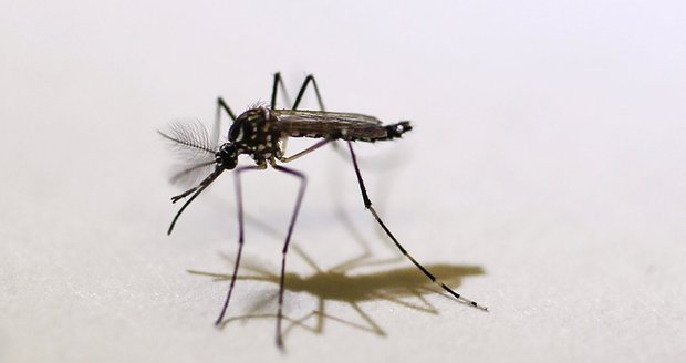 U 31 Čechů potvrdili lékaři virus zika. Polovina o něm v době infekce nevěděla