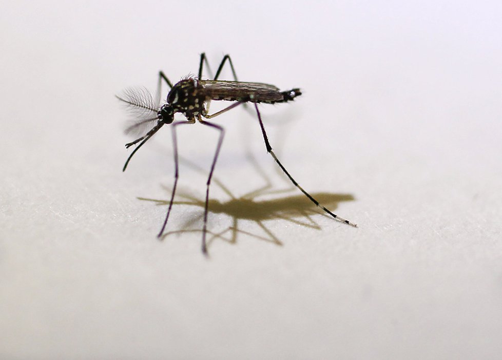 Virus zika se šíří bodnutím komára, nejčastěji druhu Aedes aegypti.