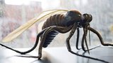 Varovná studie: Zika může způsobit nemoc vedoucí k dočasné paralýze