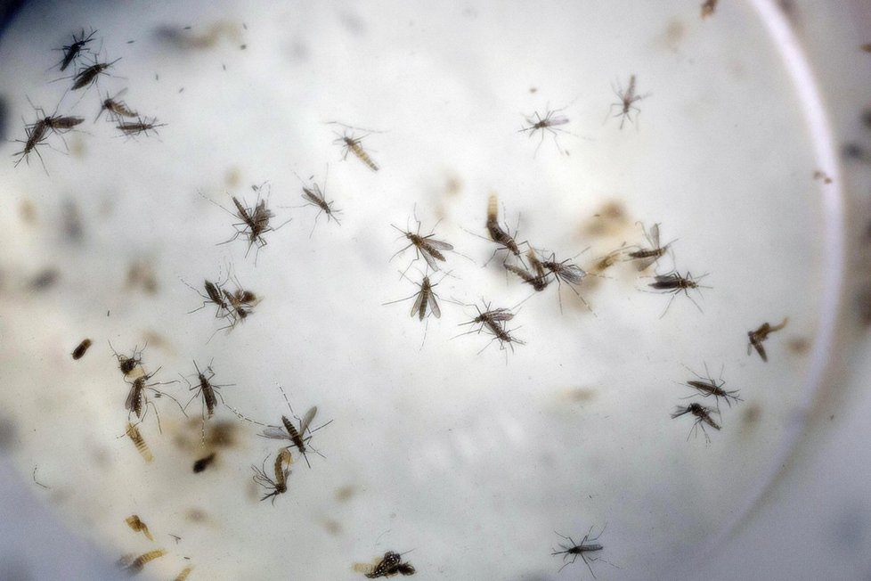 Norští lékaři diagnostikovali u dvou těhotných žen virus zika