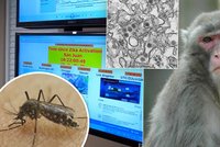 Virus zika letos oslaví 69. narozeniny. Co dalšího o něm možná ještě nevíte?