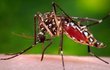 Virus přenáší komáři, ostatní způsoby zatím nejsou jisté.