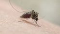 Virus Zika přenášejí komáři Aedes aegypti