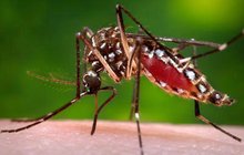 »Komáří« virus zika: Ničí dětem hlavičky! Otázky a odpovědi pro rodiče...