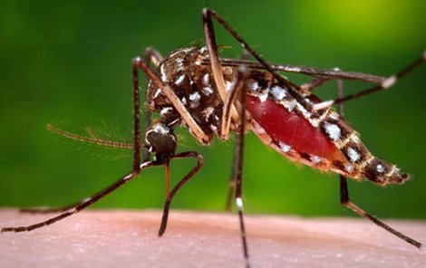 Virus přenáší komáři, ostatní způsoby zatím nejsou jisté.