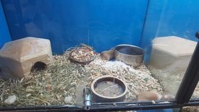 V žilinském supermarketu prodávají štěňata v klecích, další zvířata živoří v akváriích bez čisté vody.