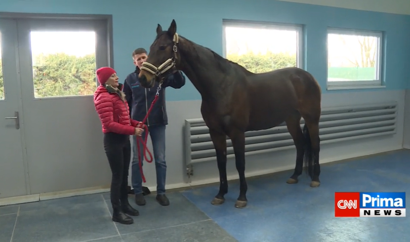Veronika Žilková jela s nemocným koněm k veterináři.