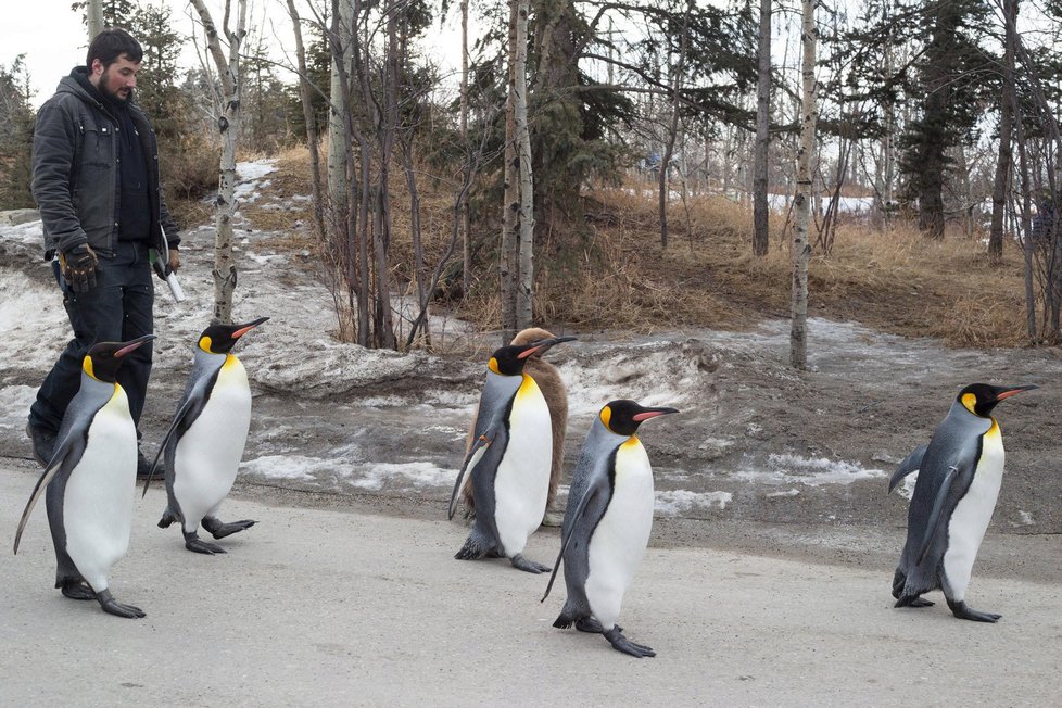 Pokud teplota klesne pod -25 °C, tučňáci nesmí ven.