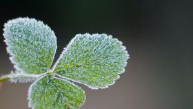 Ranní mrazíky meteorologové očekávají i v dalších dnech. (Ilustrační foto)