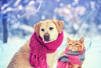 Jak správně pečovat o pejsky a kočičky v zimě? Na tohle určitě nezapomínejte!