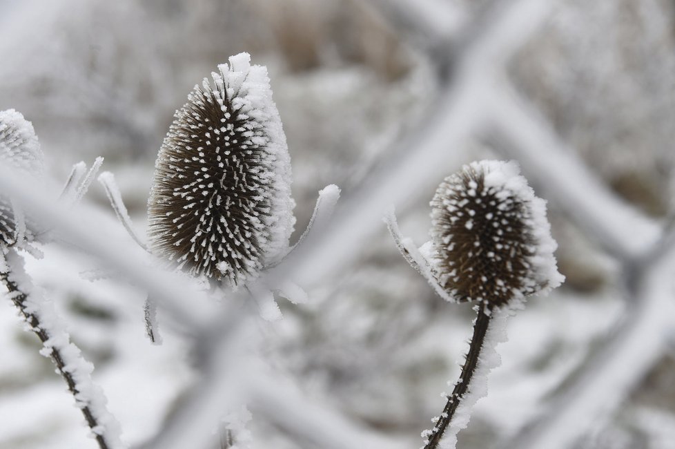 Dlouhodobá průměrná teplota pro následující čtyři týdny je minus 1,4 stupně Celsia (ilustrační foto)