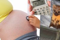 Naštvaná kuna, těhotná na sjezdovce: Pojišťovny sčítají škody za letošní zimu