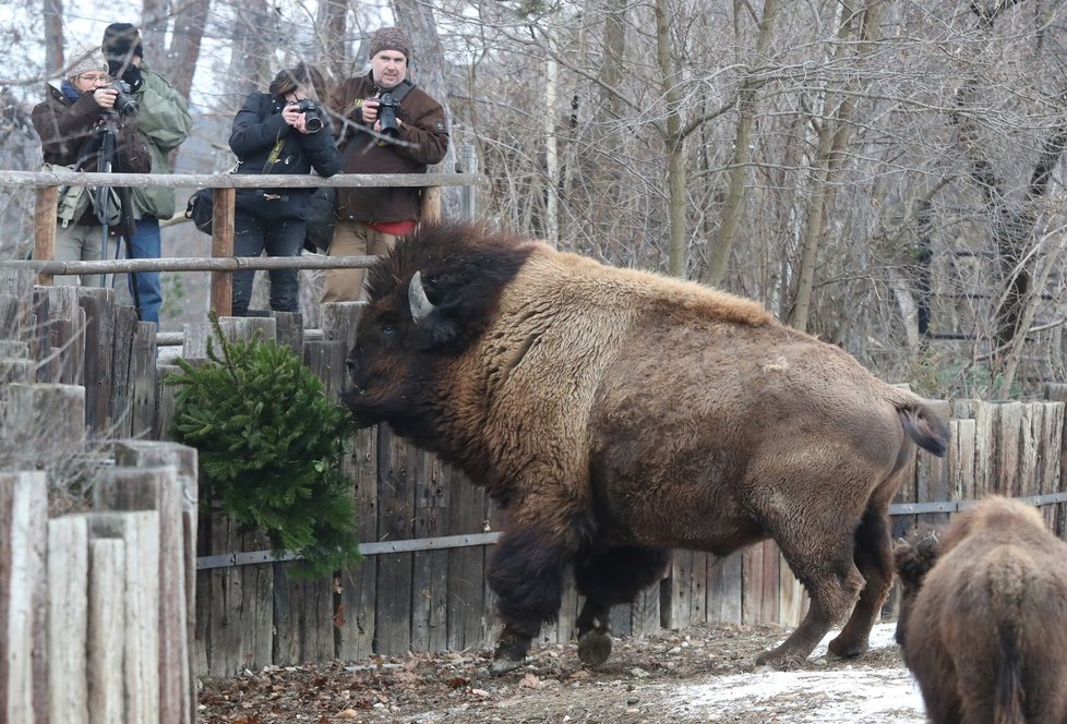 Zvířata severského lesa nemají s mrazy žádný problém.