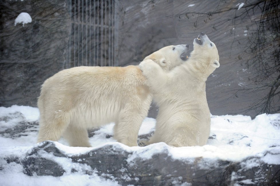 Zoo Praha zažije den s ledními medvědy.