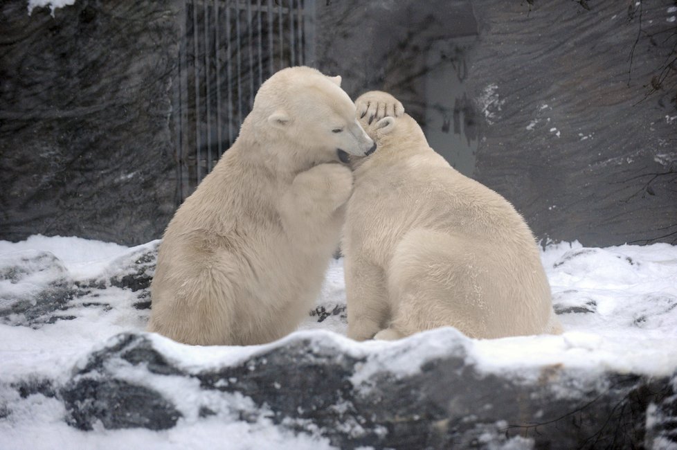 Zoo Praha zažije den s ledními medvědy.