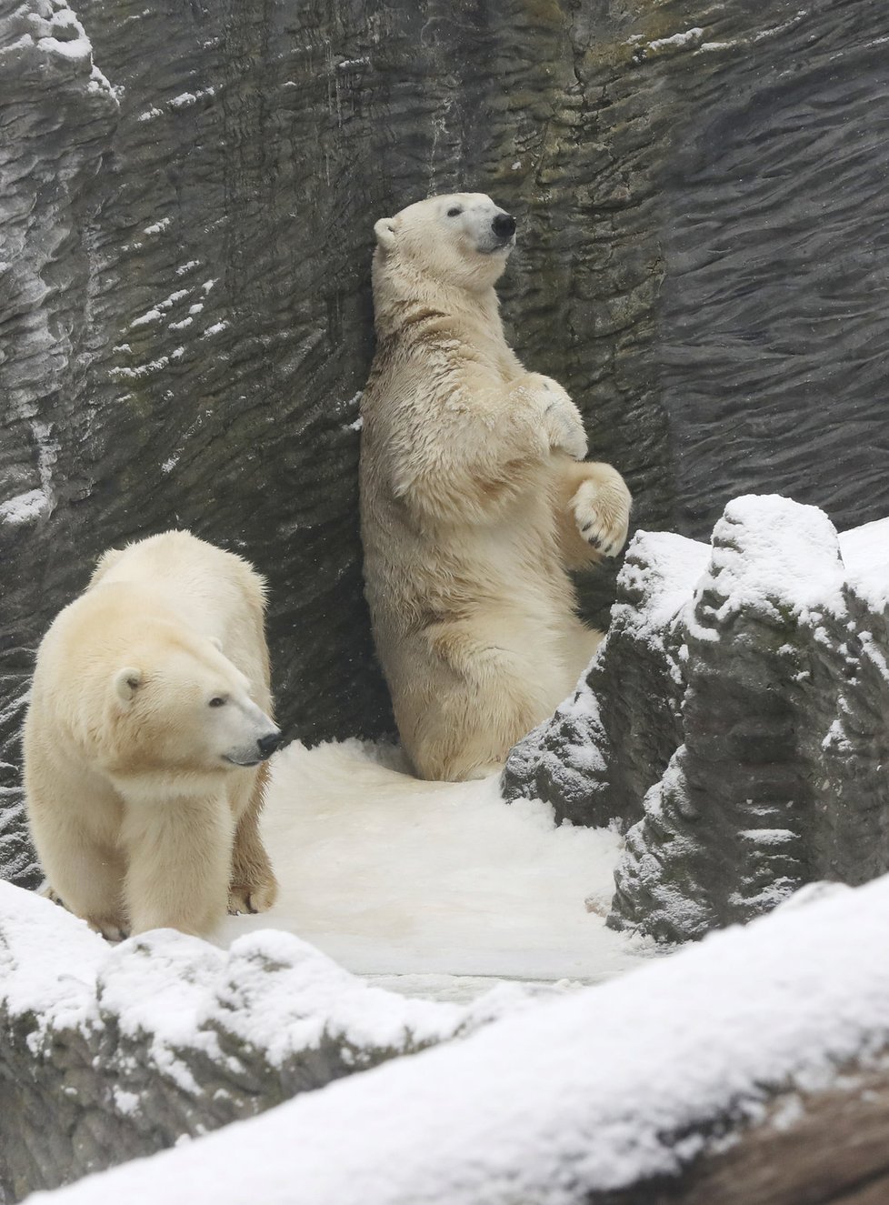 Zoo Praha zažije den s ledními medvědy.