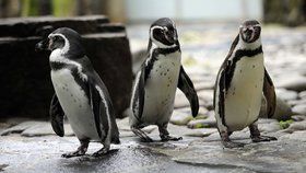 Tučňáci se mohou při změně času tvářit překvapeně.