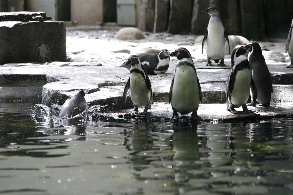 Tučňáci Humboldtovi zůstávají v mrazech mimo venkovní areál.