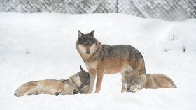 Vlci v zimě (ilustrační foto)