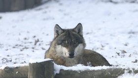 Vlci v zimě (ilustrační foto)