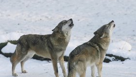 Alpy jsou plné vlků. Někteří se začínají přibližovat lidským obydlím (ilustrační foto)