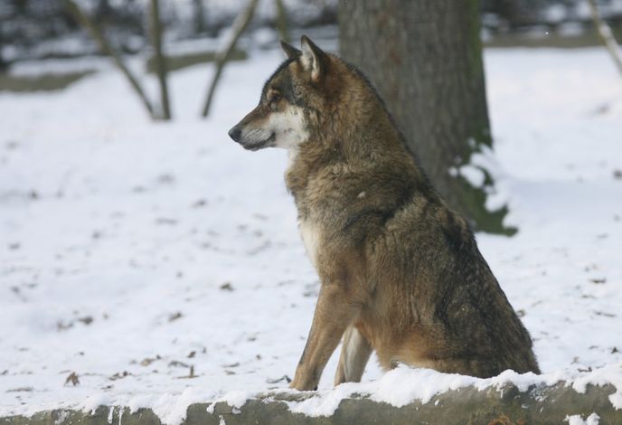 Nejtvrdší v Zoo Praha jsou vůči zimě vlci.