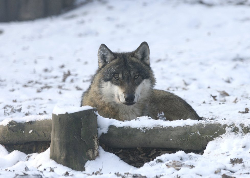 Nejtvrdší v ZOO Praha jsou vůči zimě vlci.