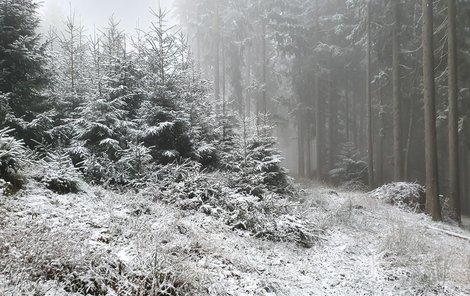 Sníh v Česku