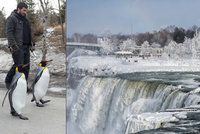 Kanadu sevřely třeskuté mrazy: Tučňákům je venku zima! Zoo je stěhuje dovnitř