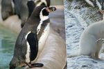 Zatímco klokani si s chladným počasím příliš hlavu nelámají, některé druhy tučňáků, například tučňáka Humboldtova v Praze, musejí chovatelé před chladem zavírat do vnitřních ubikací.