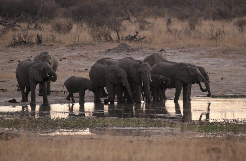 Během celého loňského roku otravě kyanidem podlehlo v Zimbabwe přes 300 slonů, většina v okolí vodních zdrojů.