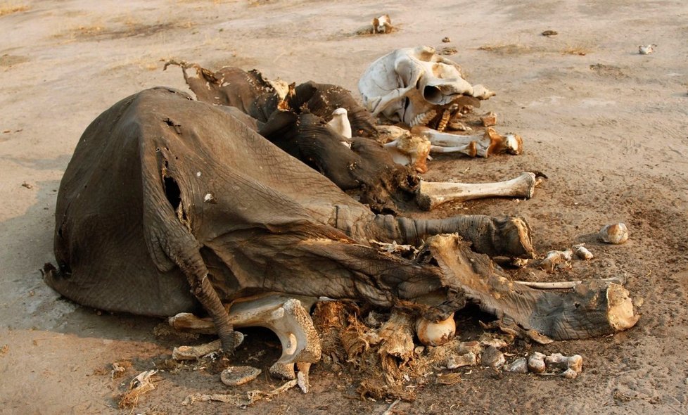 V Zimbabwe pytláci tráví slony jedem.