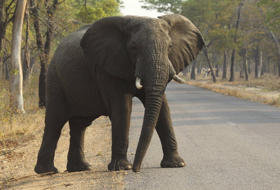 Sloni v Zimbabwe
