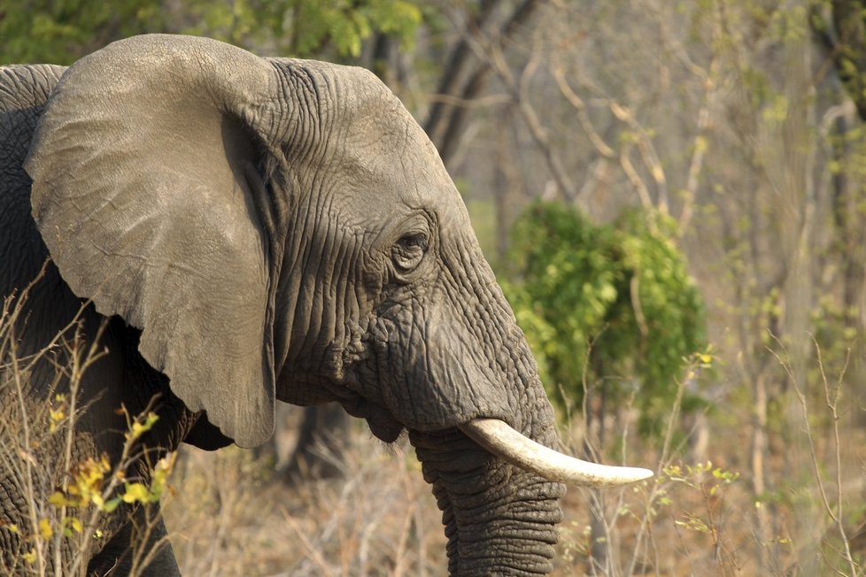 Sloni v Zimbabwe