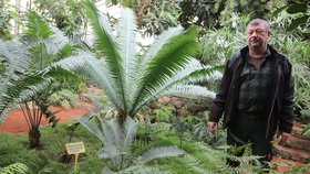 Správce Zimní zahrady Karel Martinec (55) u cykasů, z nichž mnohé jsou naprosto unikátní.