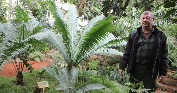 Správce Zimní zahrady Karel Martinec (55) u cykasů, z nichž mnohé jsou naprosto unikátní.
