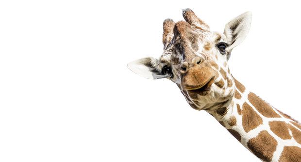 Svět z prvního patra: Jak se žije žirafám?